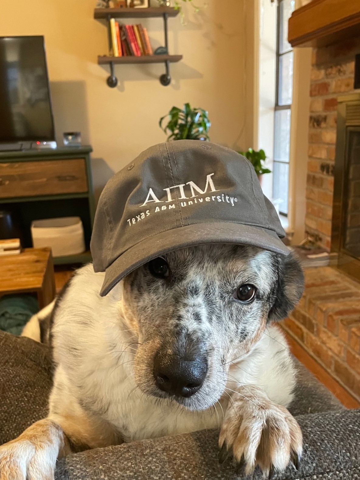 APM HAT
