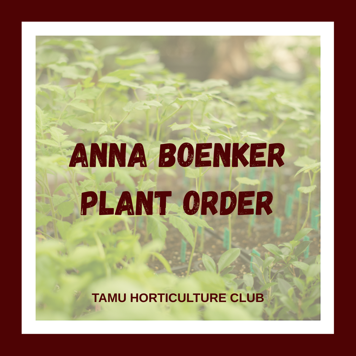 Anna Boenker Plant Order